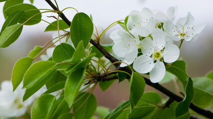 pear flowers. blooming tree in the garden. white delicate flowers and green and young leaves. Malinae, Springtide. Branches of flowering pears on a green background. close-up. pear in the forest
