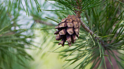 pine cone in a Pine Tree. Pinus. Isolated pine. Pine branch with cones isolated on light natural background. coniferous tree branch in a forest or park, close-up