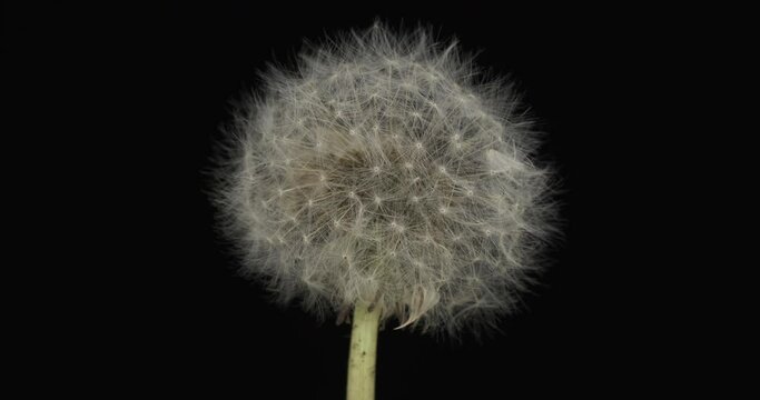 Close-up. Rotation of a white fluffy dandelion on a black background. White sphere, natural beauty