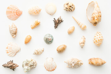 Beige sea shell pattern against white background,flat lay