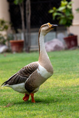 domestic duck in the park