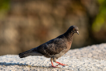 a pigeon on a concrete wall