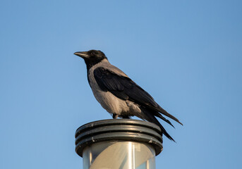 A Corvus cornix bird sitting on a pole