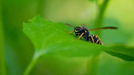 Wasp on a green leaf. Parts of the body of a wasp close-up. Insect close-up. Yellow pattern on the black body of a wasp. Green background. nature, Macro image of a Vespula germanica, European wasp