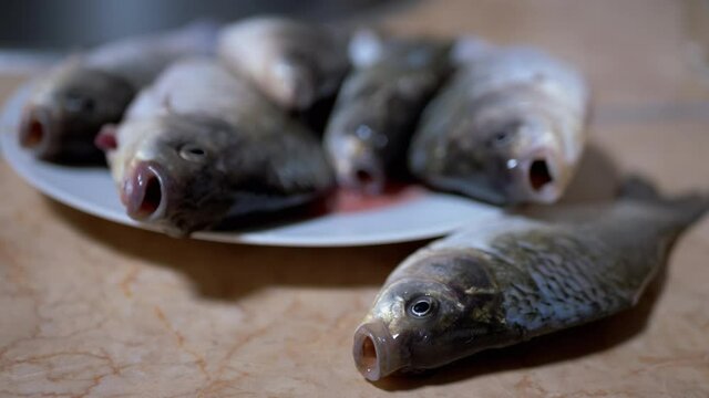 Fresh River Fish Crucian Carp Lies on Dish Plate. A live fish with opens its mouth. Carp or crucian carp. Crucian carp covered with mucus and scales. Fisherman catch on dinner. 4K. Close up.