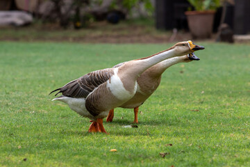 pair of ducks on the grass