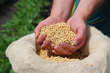 Soybean grain in a hands of successful farmer, in a background green soybean field, agricultural concept. Close up of hands full of soybean grain in jute sack