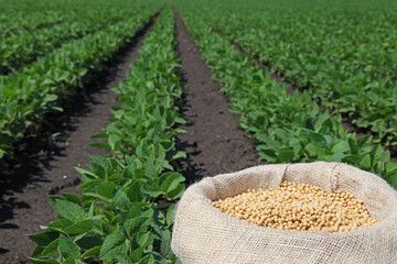 Full sack of soybeans on a green soybean field