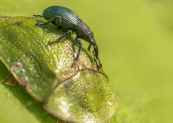 Rüsselkäfer auf grünem Schildkäfer