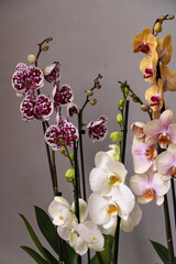 Mixed color orchid plants on gray background. 