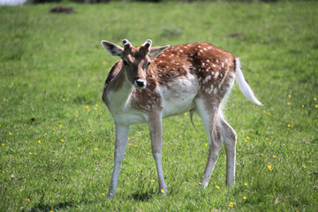 A close up of a Fallow Deer