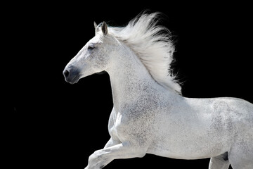 White Horse portrait with long mane on black background
