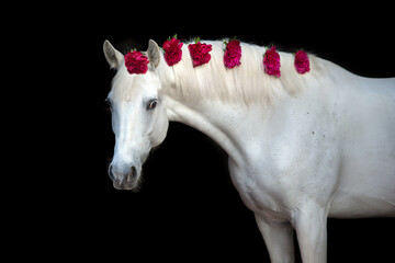 Fototapeta na wymiar White Horse portrait isolated on black background with pions in mane