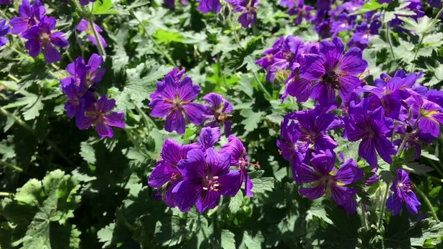Bees collecting nectar from Purple Cranesbill in Public Park Hasenheide in Berlin in the summer sun. Slow Motion.
