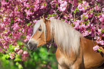 Portrait of a nice haflinger pony with sakura blossoming tree