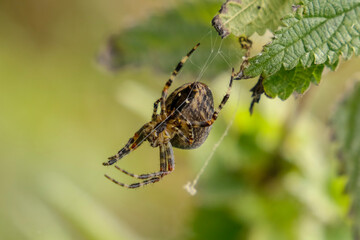 spider on a web
