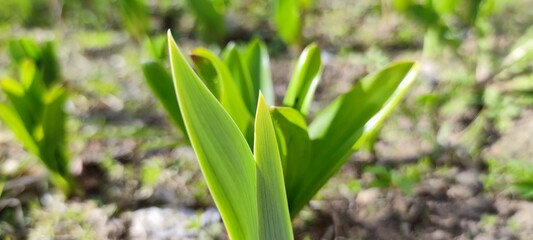 Obraz premium Young broad leaves of tulips grow out of the ground. Young green broad leaves of tulips grow on the flowerbed under the spring sun. The leaves are still straight, even with a striped texture.