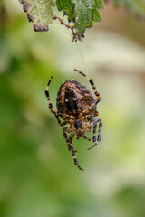 spider on the web