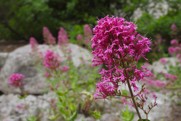 Valeriana rossa (Centranthus ruber) fioritura,primo piano