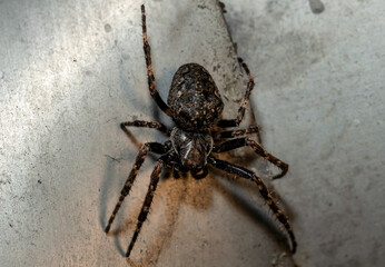 spider