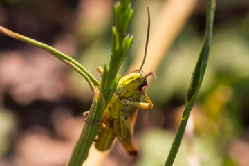 grasshopper on a leaf