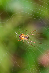 spider on web