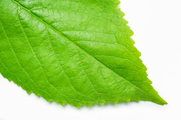 closeup of green leaf on white background