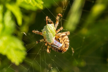 spider on a leaf