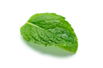 fresh mint leaf with water drops on white background
