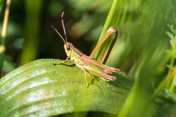 Fototapeta premium grasshopper on the grass