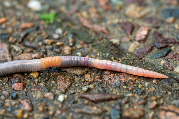worm on a tree