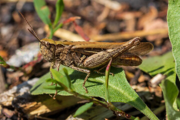 grasshopper sitting on a blade