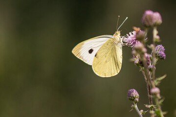 butterfly on a flower