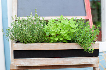 Kitchen herb plants in wooden box in home. Fresh herbs on balcony garden in pots. Mixed Green fresh...