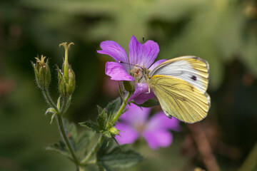 butterfly on flower