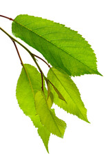 closeup of twig with green leaves