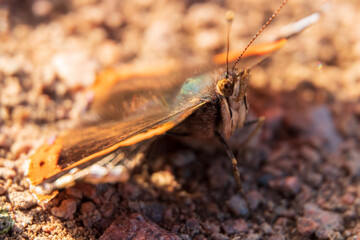 grasshopper on the ground