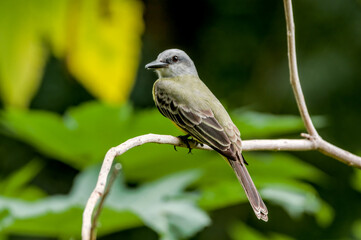 Tropical Kingbird (Tyrannus melancholicus) in tropical forest of Papaturro River area, Nicaragua