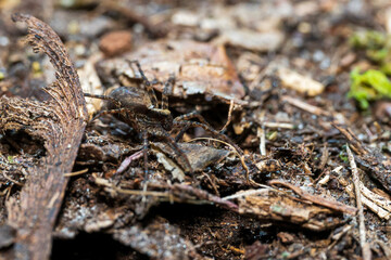 spider on the ground