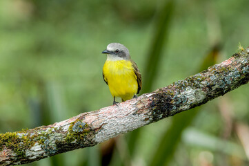 Fototapeta premium Tropical Kingbird (Tyrannus melancholicus) in tropical forest of Papaturro River area, Nicaragua