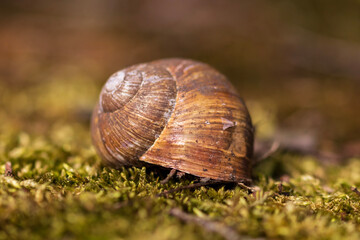 snail on a leaf
