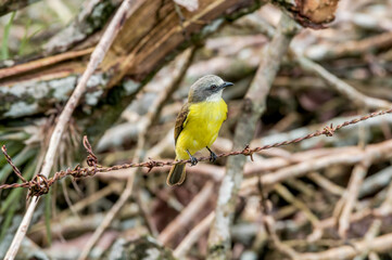 Tropical Kingbird (Tyrannus melancholicus) in tropical forest of Papaturro River area, Nicaragua