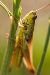 grasshopper on a leaf