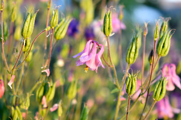 Blue and red aquilegia flowers in the summer garden