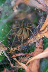 spider on the leaf