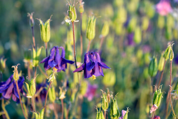 Blue and red aquilegia flowers in the summer garden