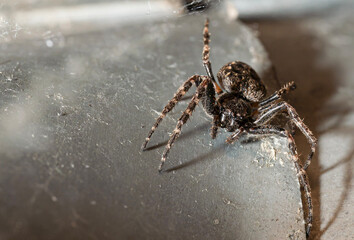 spider on a web