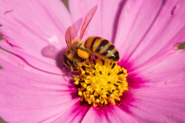 bee on pink flower