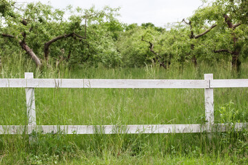 White fence in farm field ranch. Wooden rustic fence in village. Green pastures of horse farms....