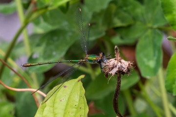 dragonfly on a leaf